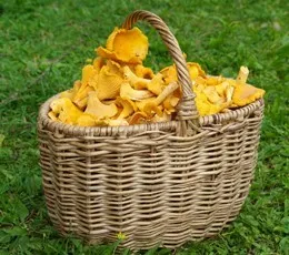 Wicker basket full of chanterelles