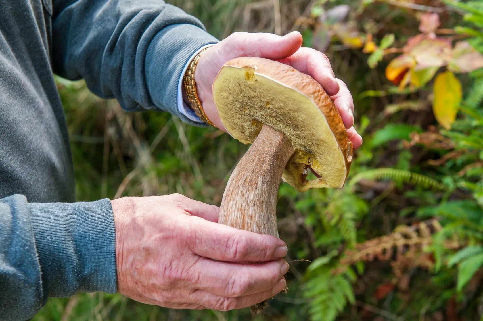 Porcini mushroom held in hands in the forest