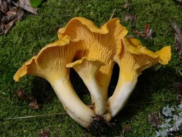 Chanterelles growing on moss