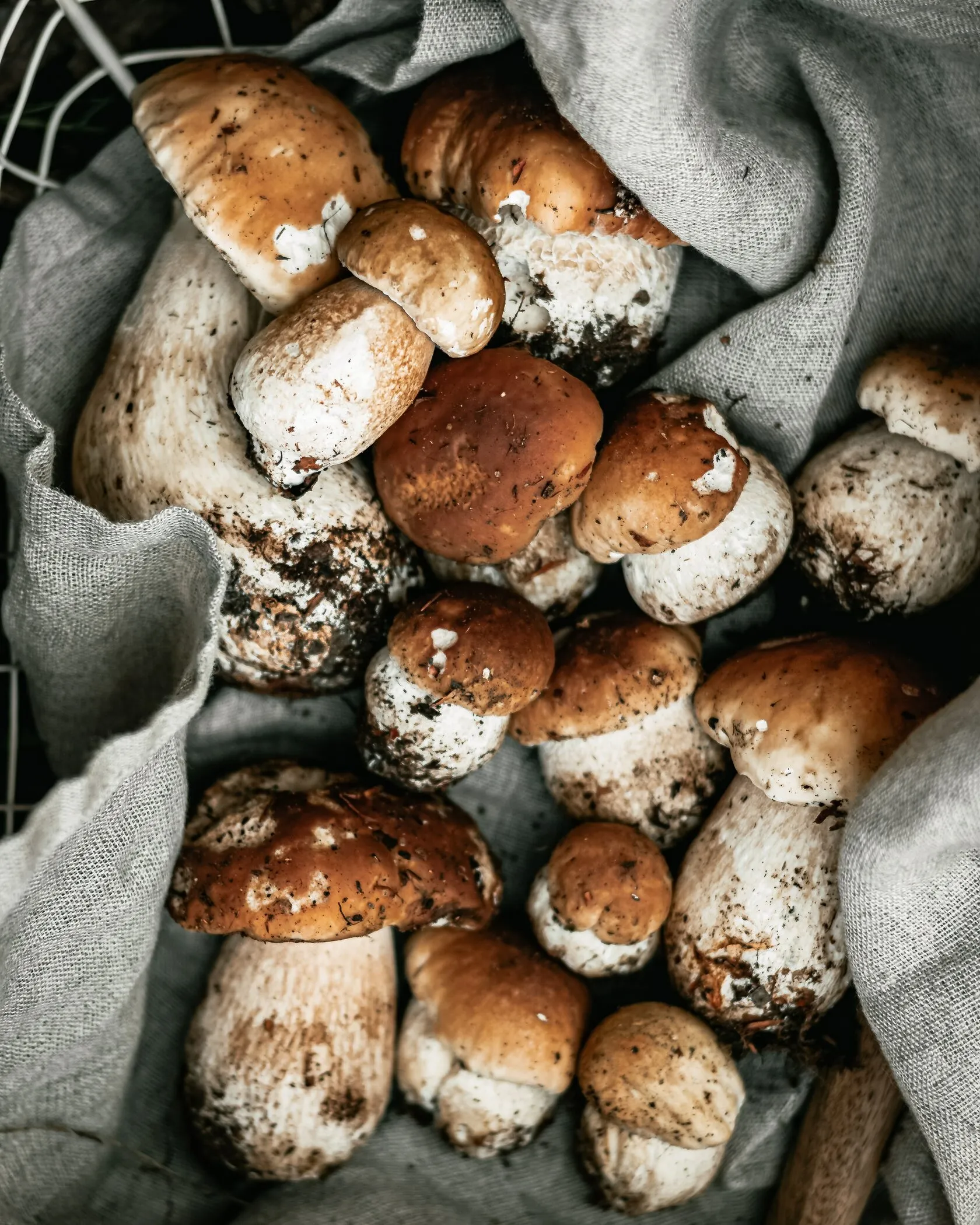 Basket of fresh porcini mushrooms